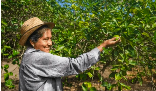 Lime grower hand-picking ripe limes from the tree