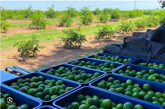 Freshly harvested limes in crates at the grove